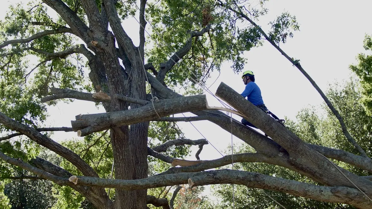 Professional Crown Thinning performed by certified arborists in Larue